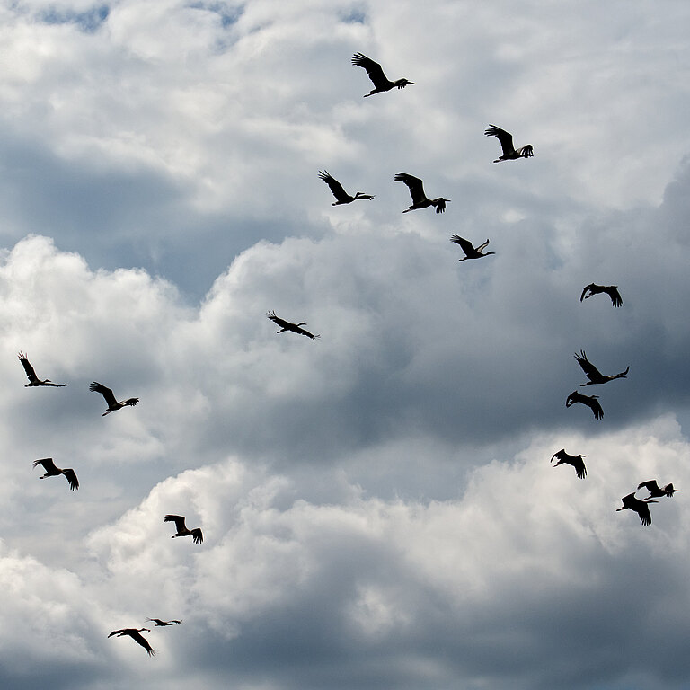 Weissstorch © Lorenz Heer Weissstorch © Lorenz Heer