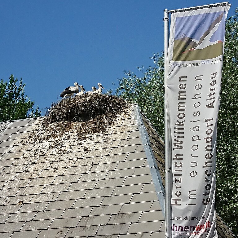 Weissstorch © Lorenz Heer Weissstorch © Lorenz Heer